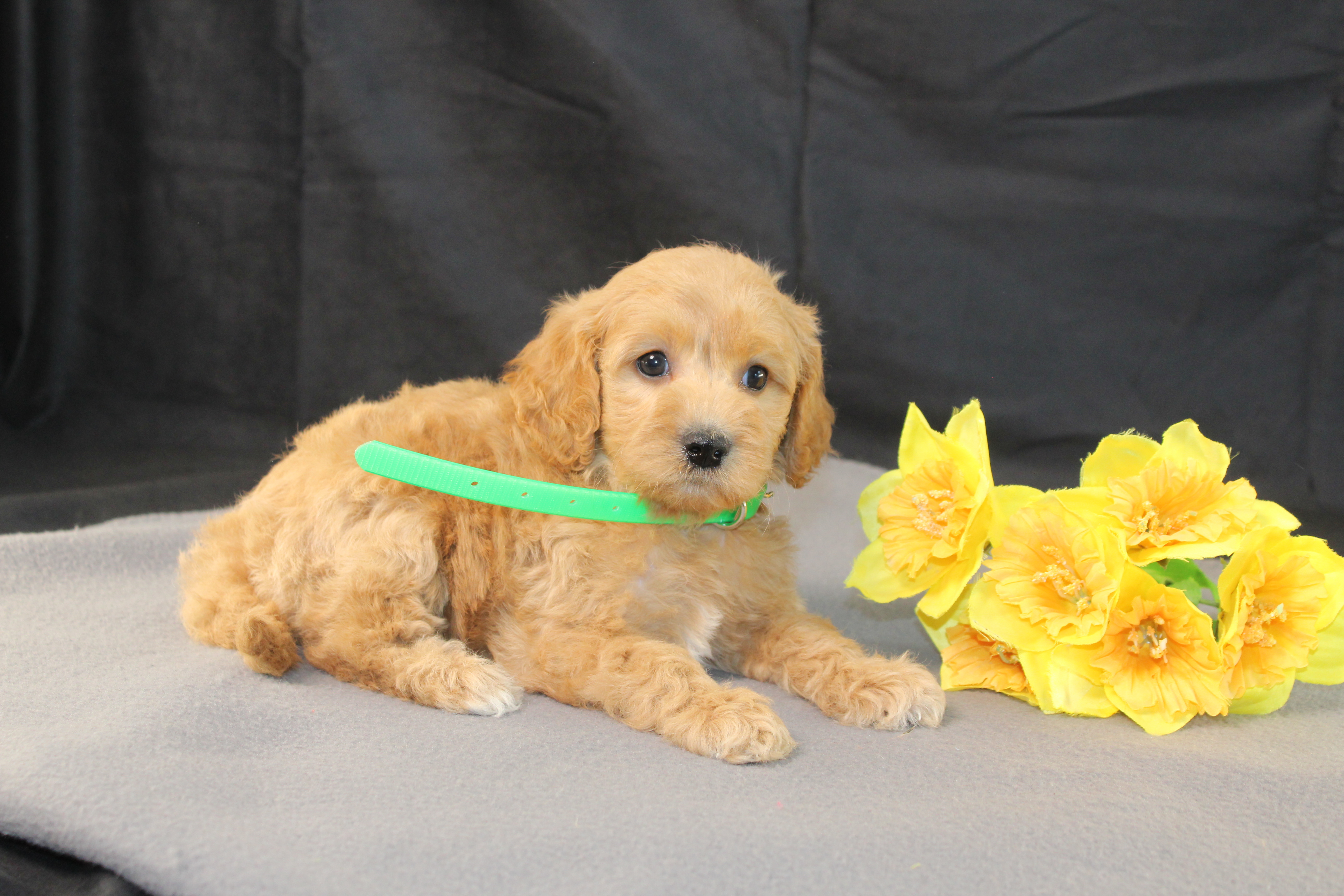 puppy, for, sale, Mini Goldencavadoodles, Ivan J. Stoltzfus, dog, breeder, Dornsife, PA, dog-breeder, puppy-for-sale, forsale, nearby, find, puppyfind, locator, puppylocator, aca